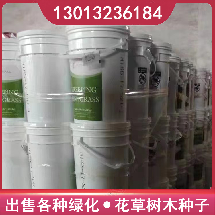 诚品苗圃进口剪股颖种子 耐践踏高成活率草坪种植指南