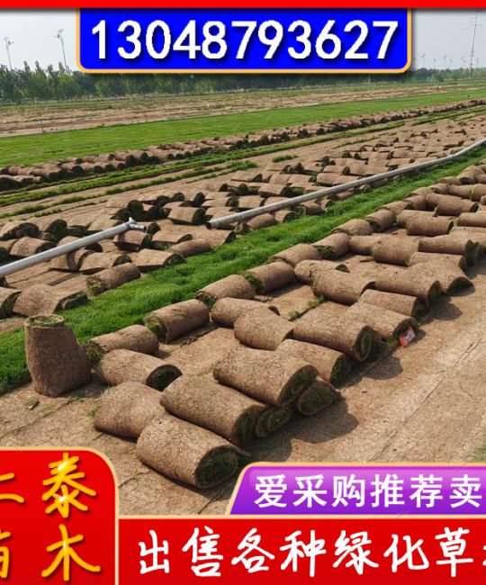 诚品苗圃 高羊茅草坪 护坡绿化 四季常青耐寒混播草皮