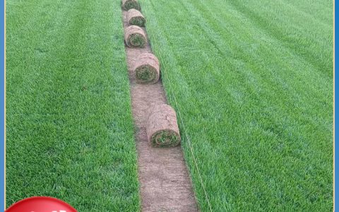 诚品苗圃本地货剪股颖草坪：耐热耐践踏的城镇绿化首选