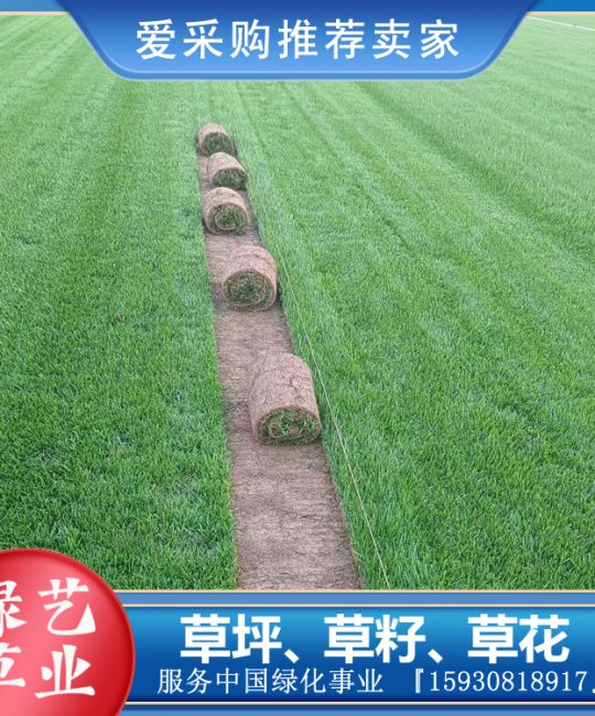 诚品苗圃本地货剪股颖草坪：耐热耐践踏的城镇绿化首选