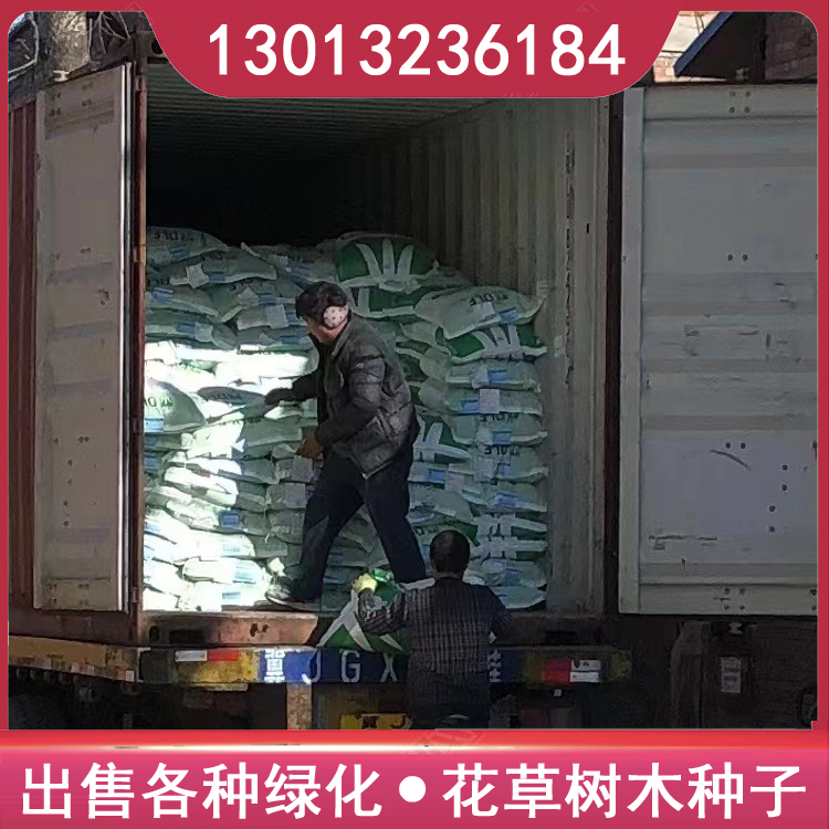 护坡混播种子施工方案：耐寒耐践踏工厂绿化专用
