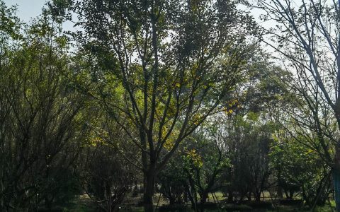 熟货朴树 五杆拼栽 丛生树 观赏绿化 苗圃直发