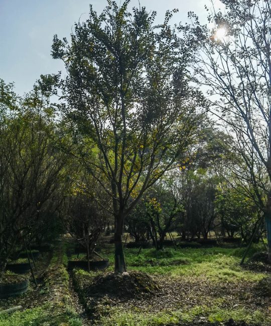 熟货朴树 五杆拼栽 丛生树 观赏绿化 苗圃直发