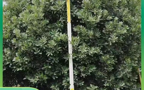 闻香果杨梅盆景 2年苗 常绿嫁接苗 阳台庭院种植