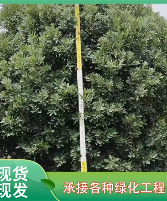 闻香果杨梅盆景 2年苗 常绿嫁接苗 阳台庭院种植
