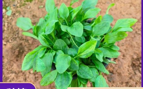 松果菊 多色系重瓣观赏花卉 多规格批发