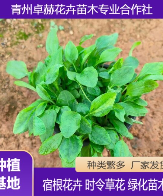 松果菊 多色系重瓣观赏花卉 多规格批发