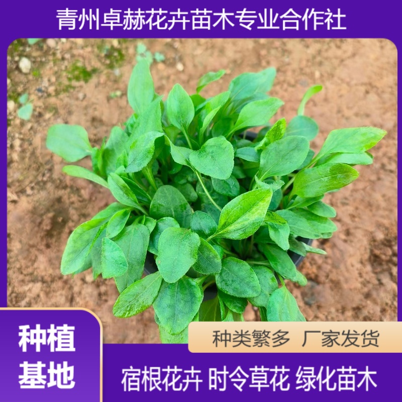 松果菊 多色系重瓣观赏花卉 多规格批发