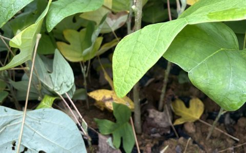 诚品苗圃一级马褂木苗 1cm株高露地观赏树