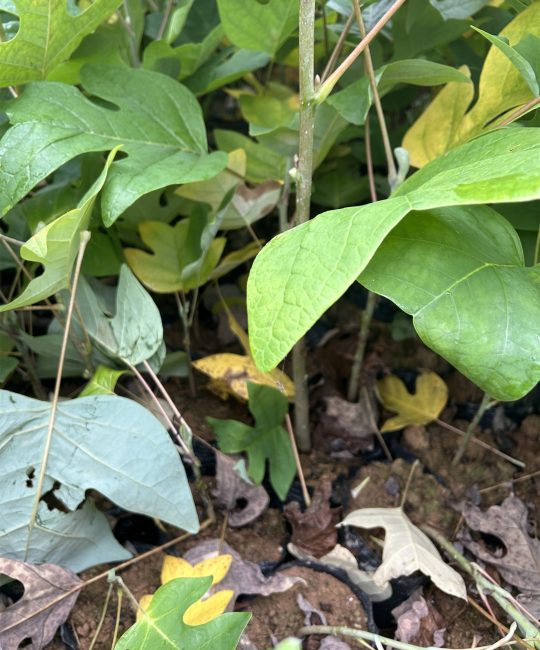诚品苗圃一级马褂木苗 1cm株高露地观赏树