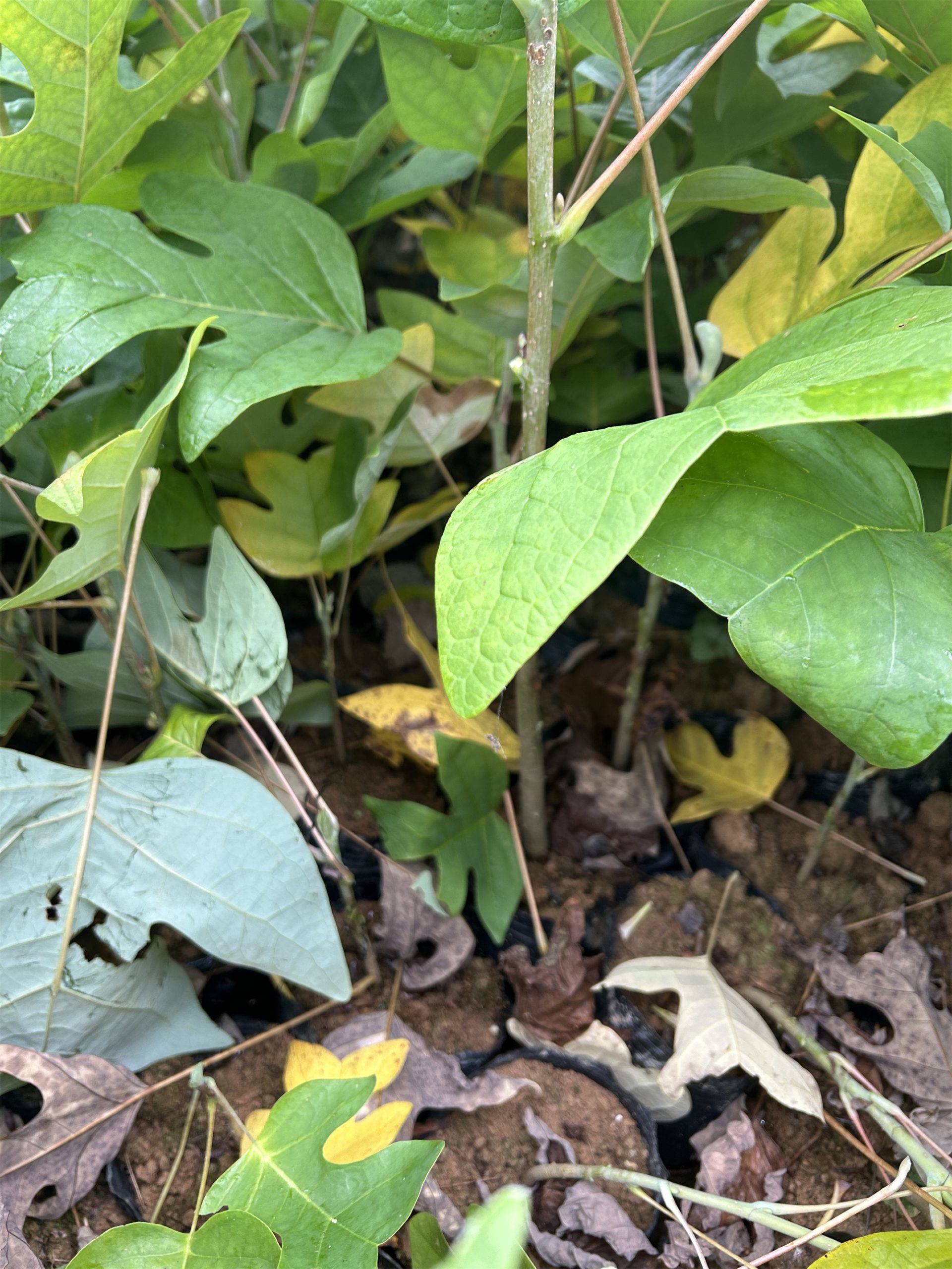 诚品苗圃一级马褂木苗 1cm株高露地观赏树