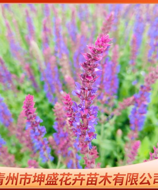 林荫鼠尾草：庭院花境植物的首选，易活耐寒观赏佳品