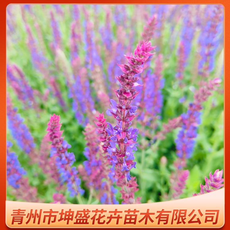 林荫鼠尾草：庭院花境植物的首选，易活耐寒观赏佳品