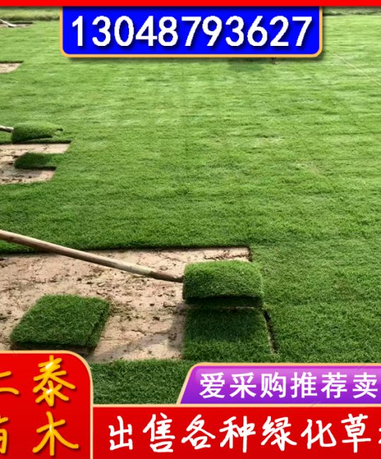 午夜早熟禾草坪种植经验：河堤护坡与厂区绿化首选