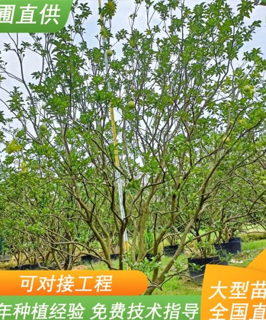 柚子树 2年树龄地径0.7cm常绿产果园林绿化苗