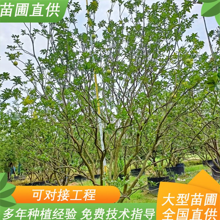 柚子树 2年树龄地径0.7cm常绿产果园林绿化苗