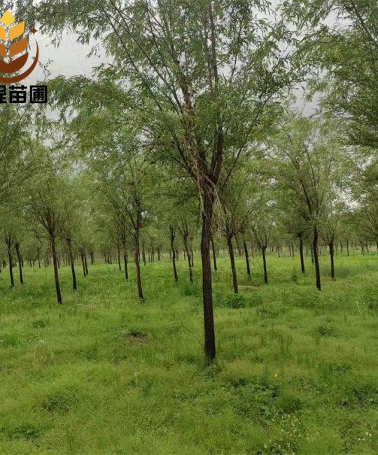 柳树苗 6年树龄垂枝型绿化苗木 诚品苗圃供应