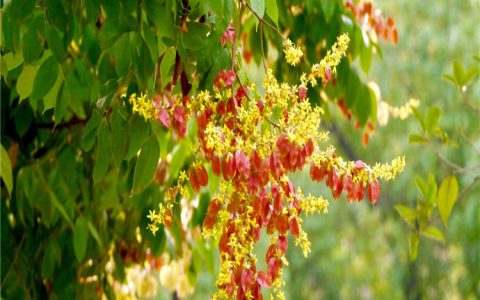栾树庭院植物观赏树 2.3米地径6cm移栽苗