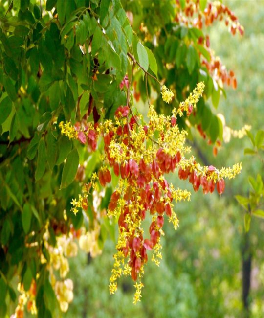 栾树庭院植物观赏树 2.3米地径6cm移栽苗