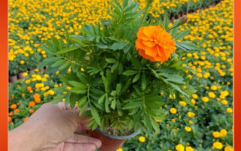 橘红孔雀草批发：重瓣花坛地被植物，喜阳耐寒一二年生花卉