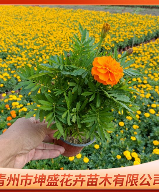 橘红孔雀草批发：重瓣花坛地被植物，喜阳耐寒一二年生花卉