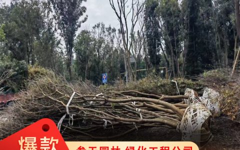 细叶桢楠 12cm地径8年树龄常绿乔木 行道树绿化