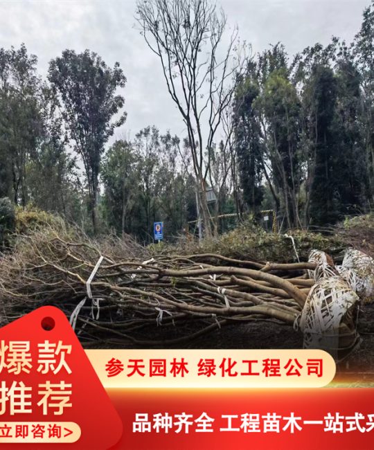 细叶桢楠 12cm地径8年树龄常绿乔木 行道树绿化