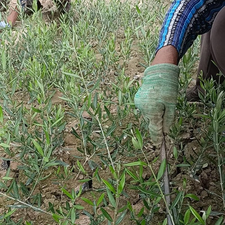 诚品苗圃油橄榄树苗 1.8米地径8cm常绿观赏绿化苗