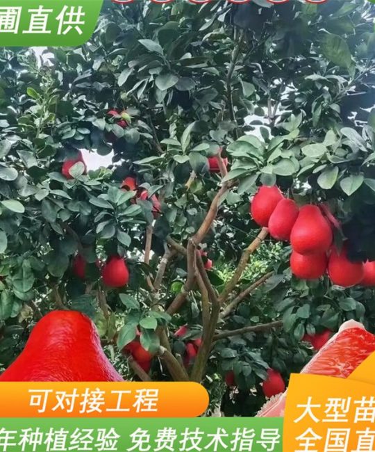 泰国暹罗红柚苗：红皮红心一级果树苗，诚品苗圃基地现货