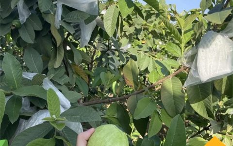 泰国番石榴苗 2年一级苗地径0.7cm 耐寒耐旱庭院种植果树