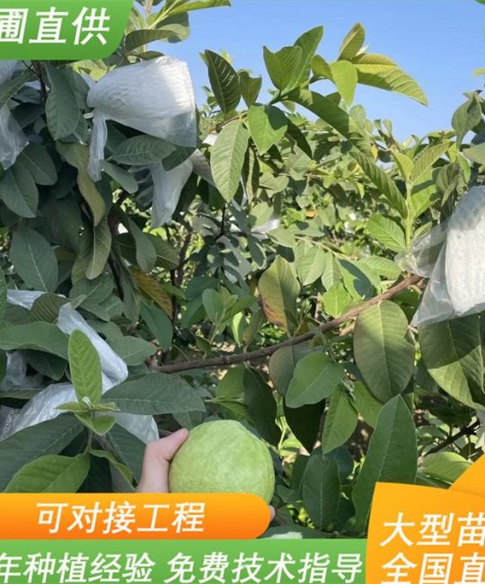 泰国番石榴苗 2年一级苗地径0.7cm 耐寒耐旱庭院种植果树