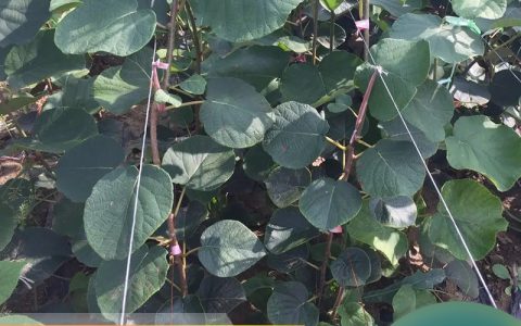 诚品苗圃2年猕猴桃小树苗 株高1.2m地径2cm 高成活率园林绿化苗