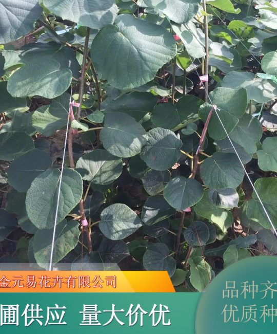 诚品苗圃2年猕猴桃小树苗 株高1.2m地径2cm 高成活率园林绿化苗
