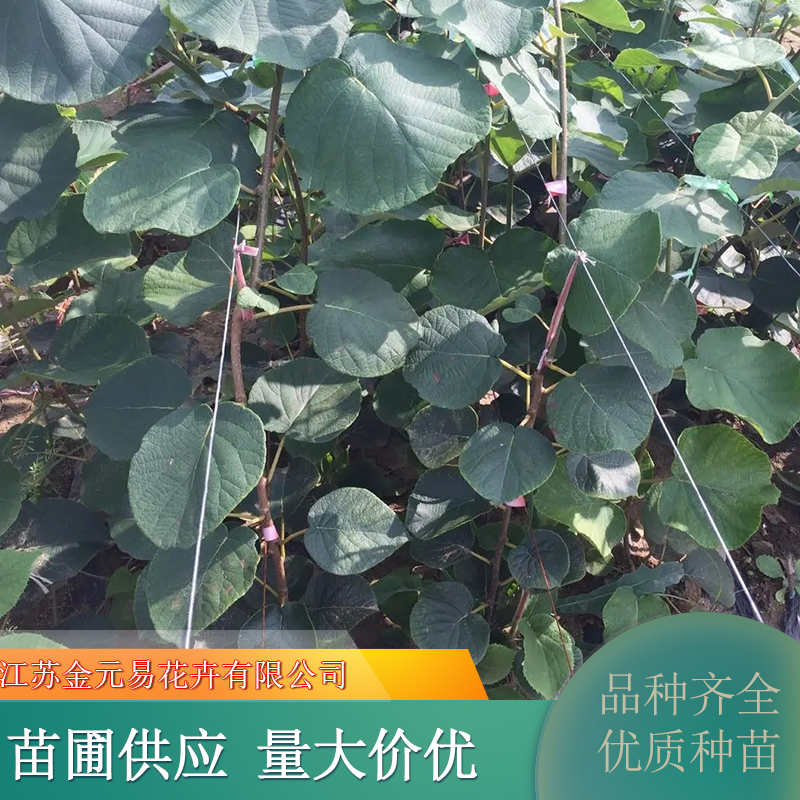 诚品苗圃2年猕猴桃小树苗 株高1.2m地径2cm 高成活率园林绿化苗