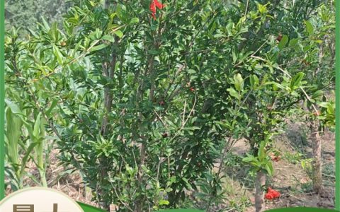 牡丹花石榴苗 20cm地径8年大树 露地绿化观赏优选