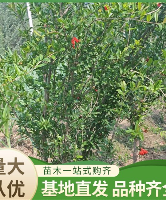牡丹花石榴苗 20cm地径8年大树 露地绿化观赏优选