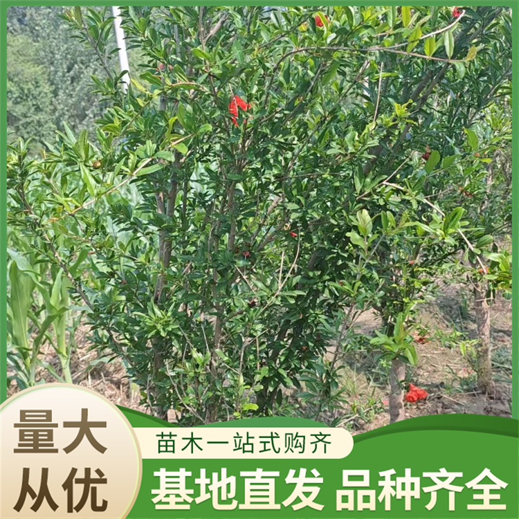 牡丹花石榴苗 20cm地径8年大树 露地绿化观赏优选