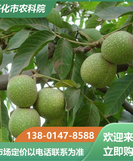 诚品苗圃山核桃苗：薄壳山核桃嫁接苗，适合盆栽观赏