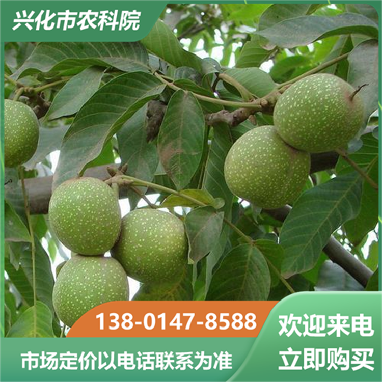 诚品苗圃山核桃苗：薄壳山核桃嫁接苗，适合盆栽观赏