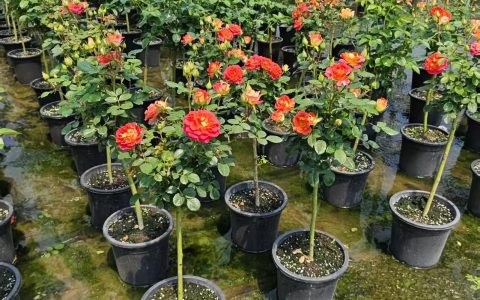 独杆月季花1一2公分 多色系观花植物 中性光照20℃适温 庭院景观优选