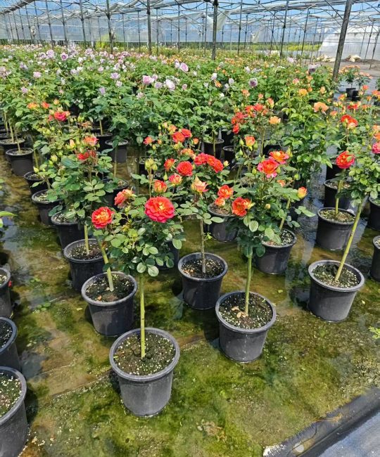 独杆月季花1一2公分 多色系观花植物 中性光照20℃适温 庭院景观优选