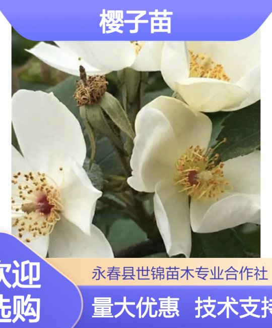 糖罐金樱子苗 诚品苗圃 0.68地径常绿攀援灌木湿地绿化