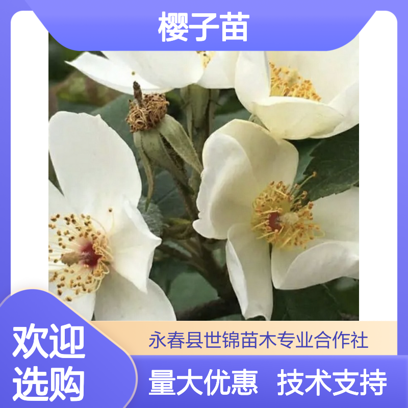 糖罐金樱子苗 诚品苗圃 0.68地径常绿攀援灌木湿地绿化