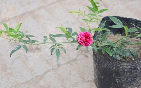 甜蜜红木香月季：庭院四季开花的爬藤植物