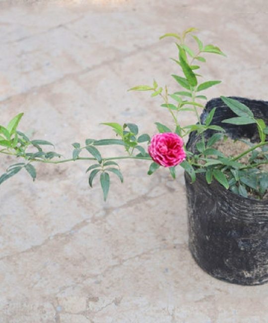 甜蜜红木香月季：庭院四季开花的爬藤植物
