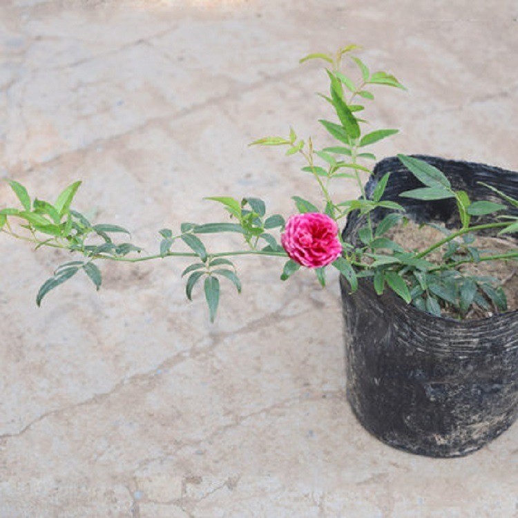 甜蜜红木香月季：庭院四季开花的爬藤植物