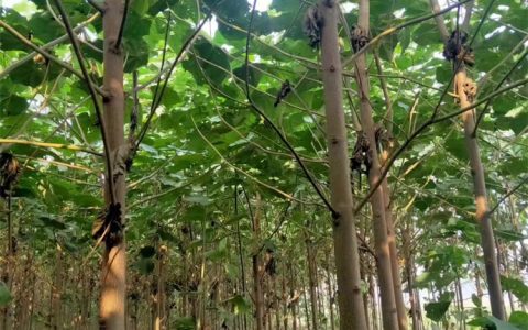 诚品苗圃耐盐碱卵圆形泡桐苗 30cm绿化树苗规格定制