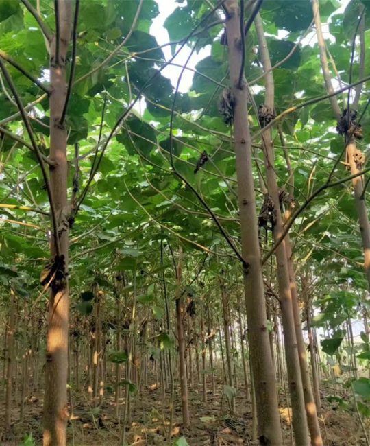 诚品苗圃耐盐碱卵圆形泡桐苗 30cm绿化树苗规格定制