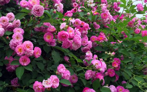 诚品苗圃野蔷薇2年苗重瓣蔷薇耐寒庭院爬藤植物