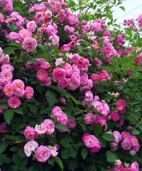 诚品苗圃野蔷薇2年苗重瓣蔷薇耐寒庭院爬藤植物
